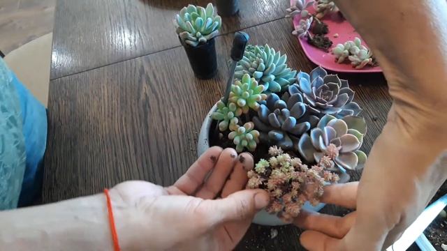 Садик суккулентов. Нюансы, детали. Как сделать.