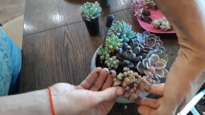 Садик суккулентов. Нюансы, детали. Как сделать.