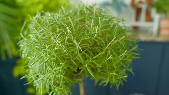 [4K] 로즈마리 키우기를 실패하는 3가지 이유 / 로즈마리 잘 키우는 방법과 병충해 예방법