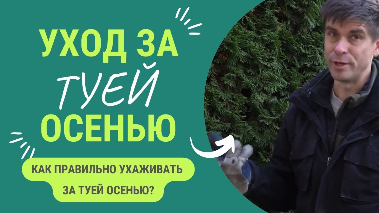 Уход за туей осенью. смотреть онлайн