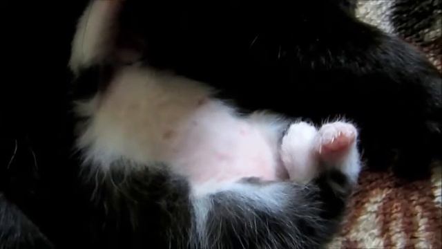 Small kitten, white paws. Маленький котёнок, белые лапки смотреть онлайн