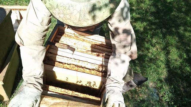 Часть 1 . Подготавливаем отводки для плодных маток . смотреть онлайн