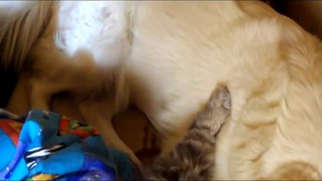 Полный диван кошек и собак.avi смотреть онлайн