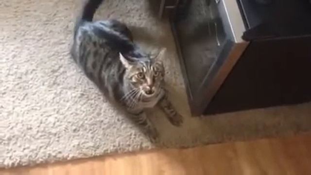 Не признала! Неожиданная реакция кошки на запах другого кота на хозяйке смотреть онлайн