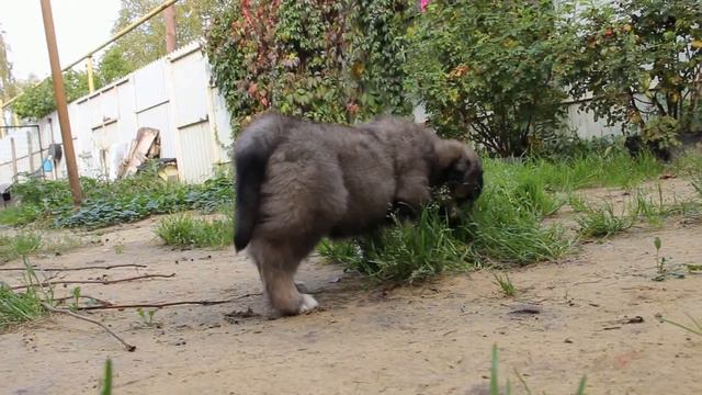 кавказская овчарка смотреть онлайн