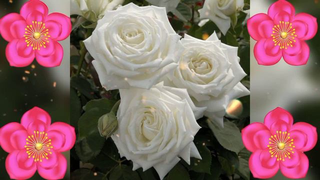 ПРЕКРАСНОГО ВЕЧЕРА И ОТЛИЧНОГО НАСТРОЕНИЯ смотреть онлайн