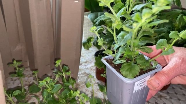 Распаковка рассады цветов от ФЛОРАПРАКТИК. Правдивый обзор!!! смотреть онлайн