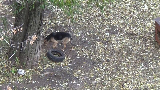 Первый снег в Перми. Собака Нюрка. 21 окт 2022. смотреть онлайн