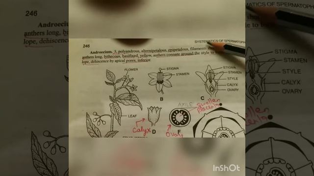 Dr VISHAL SHARMA;FAMILY:SOLANACEAE;OCET,IAS,IFS смотреть онлайн