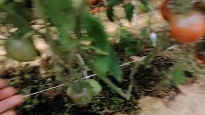 Томат Вишневый сироп