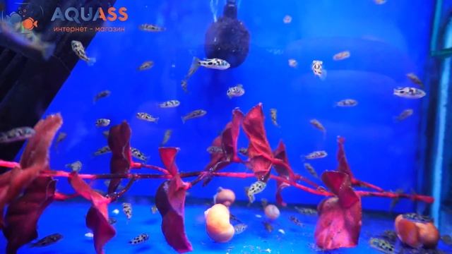 ?Aquass - Тетрадон карликовый (Carinotetraodon Travancoricus) смотреть онлайн