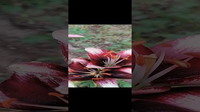 Мои ЛИЛИИ смотреть онлайн