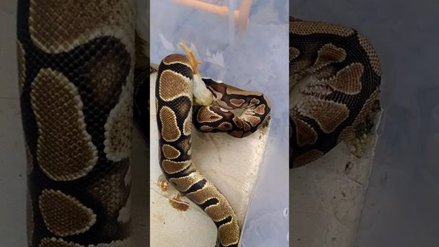 Ball python eat chicks.#2 смотреть онлайн