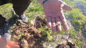 Первый металлокоп. Ищем клад в Ярославской губернии.