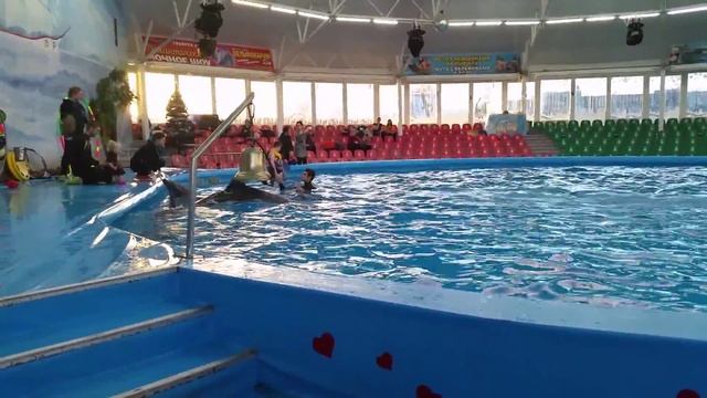 Дельфинотерапия в Минске. смотреть онлайн