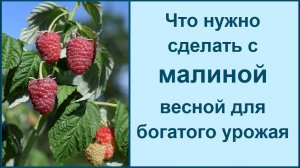 Малина весной: уход, подкормка и обработка