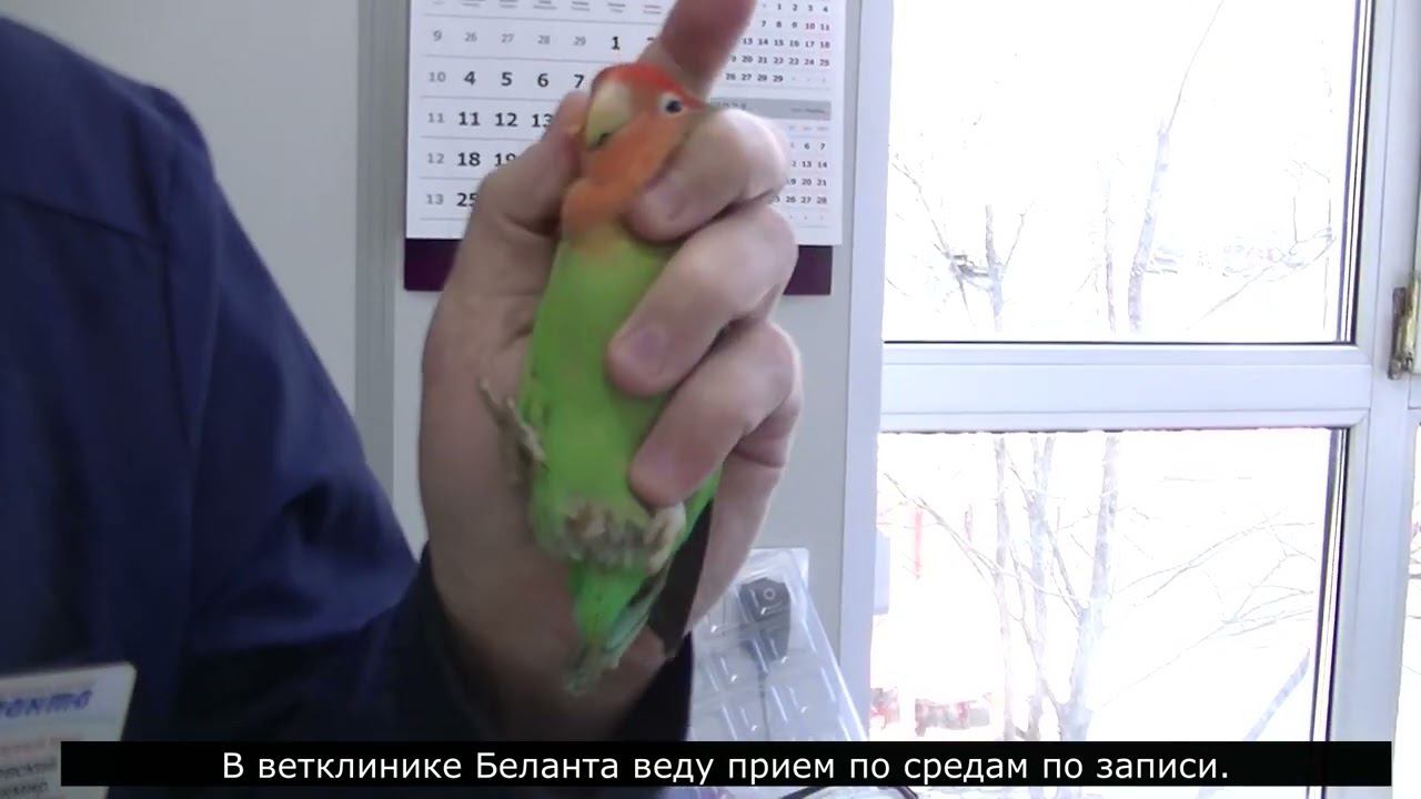Школа ветврача орнитолога. Как правильно фиксировать мелкого и среднего попугая(птицу). 27 03 2024 смотреть онлайн