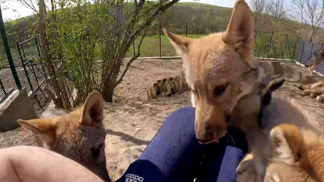 Приехали в один день сразу за двумя Волчатами, но ..... ! Волчонок Адель укусила меня до крови..... смотреть онлайн