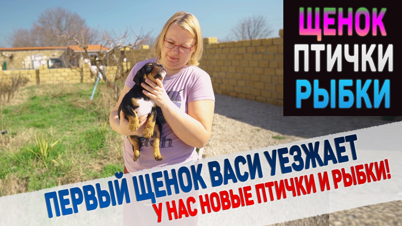 Щенок покидает питомник! Новые птички зебровые амадины! Что нового в нашем аквариуме?е.mkv смотреть онлайн
