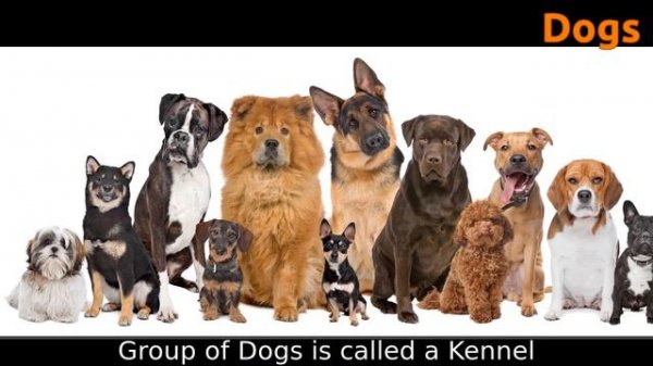 Animals and the NAMES of the ANIMAL GROUP |Part 2 of 6 - Animal Groups