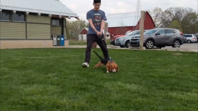 Happy Dogs Play At Dog Park Compilation | Funny Video смотреть онлайн