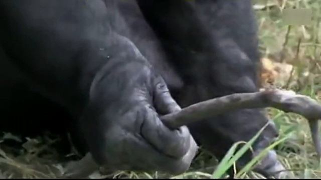 Как жарить зефир на костре смотреть онлайн