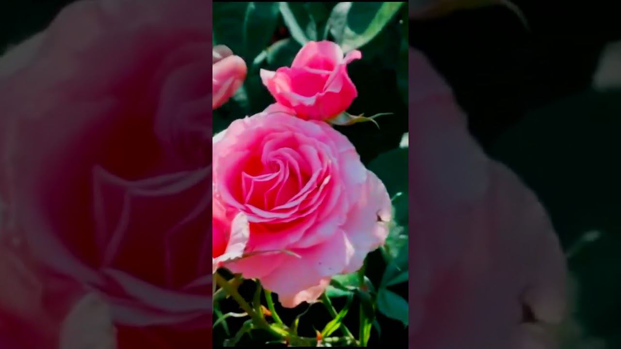 Роза Поэзия Poesie смотреть онлайн