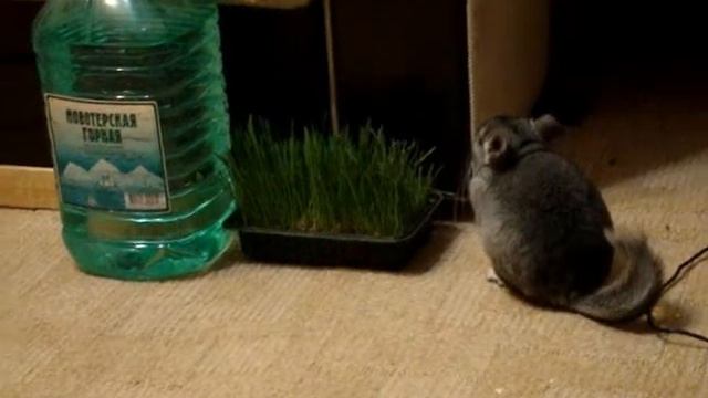 Попытка залезть под диван смотреть онлайн