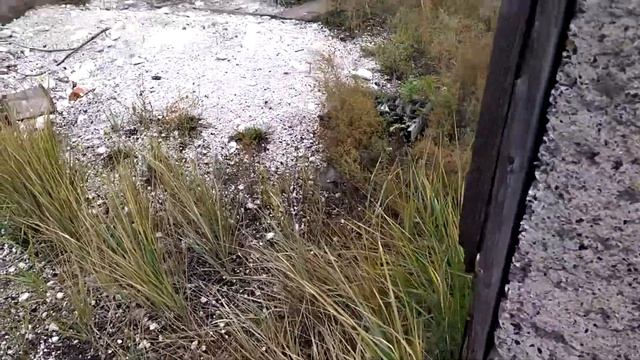 Сталк по заброшенному комбикормзаводу. Ул. Железнодорожная, село Солонцы. \LIVE VIDEO смотреть онлайн