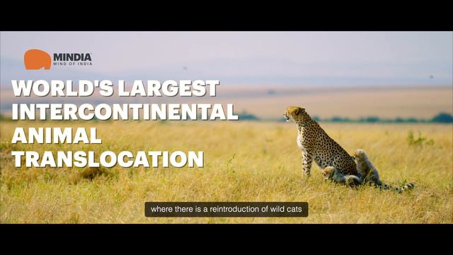 Cheetahs Return to India After 70 Years смотреть онлайн