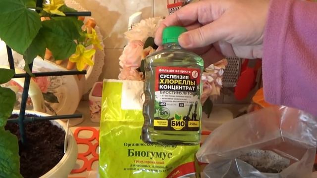 Комнатный огурец Молодечик и биопомощники смотреть онлайн