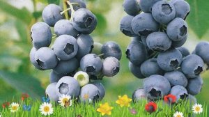 Голубика высокорослая Чандлер ? Обзор: посадка и уход. саженцы, крупномеры: описание и особенности