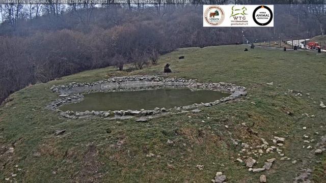 Мишка возле водоема : Подожду ,пока разгрузят корм,тогда и пойду #Медведи#Поляна#Румыния смотреть онлайн