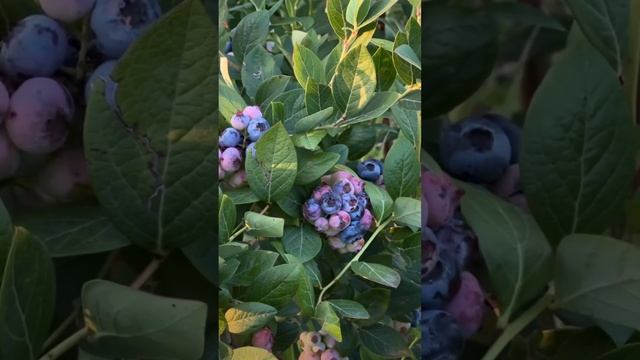 Сорт «Либерти» смотреть онлайн