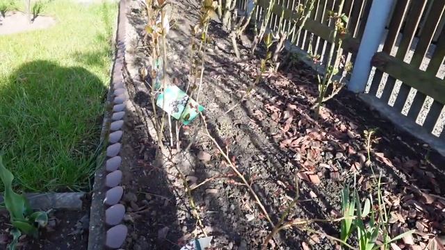 Влог из ??/Приводим дачу в порядок/Новый маникюр/что сажаем на даче? смотреть онлайн