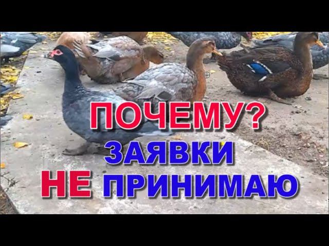 СРОЧНОЕ ОБЬЯВЛЕНИЕ!! ПО ПОВОДУ ЗАКАЗА РУАНСКОЙ УТКИ смотреть онлайн