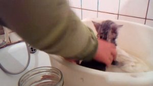 как помыть катенка 2 месяца