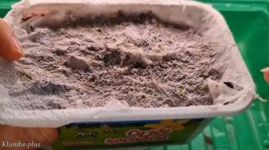 Как не нужно сеять петунию  Проверила новый способ посева петунии