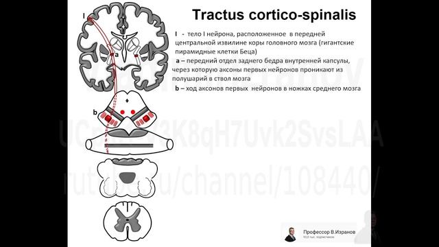 06. Проводящие пути. Tr. Corticospinalis 2022 05 27 10 30 43 смотреть онлайн