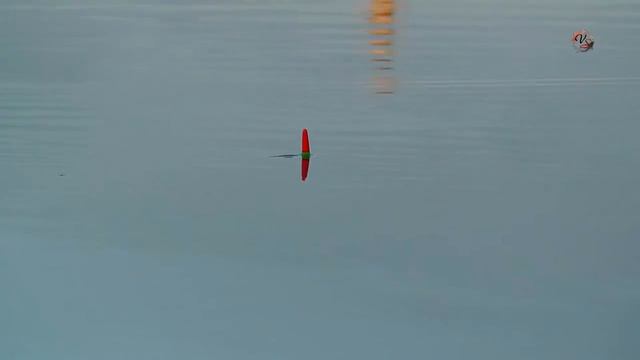 Поклевки Краснопёрки на поплавок. Вечерняя рыбалка на озере в черте города. Рыбная ловля на удочку смотреть онлайн