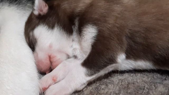 Чем занимаются ЩЕНКИ ХАСКИ ПЕРЕД СНОМ