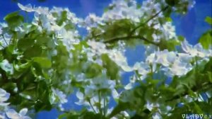 Стелла Джанни  КАК МАЛО ПРОЙДЕНО ДОРОГ