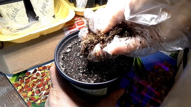 Почвобрикеты БиоМастер. Обзор рассады. Посев перцев и баклажан. смотреть онлайн