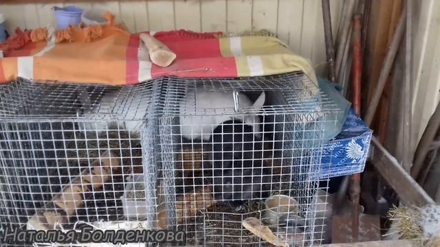 Зимнее содержание кроликов в моём хозяйстве. смотреть онлайн