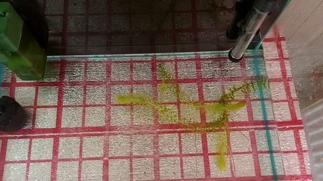 Разведение гурами, отсаживаю на нерест. смотреть онлайн
