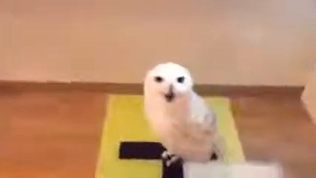 Смешная сова смотреть онлайн