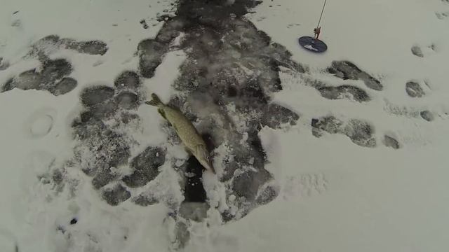 Рыбалка зимой от Михалыча. Ловля со льда щуки и судака смотреть онлайн