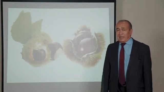 Mavzu Soxtakashtan, Aylant, sovun daraxti, jo'ka turkumlari смотреть онлайн
