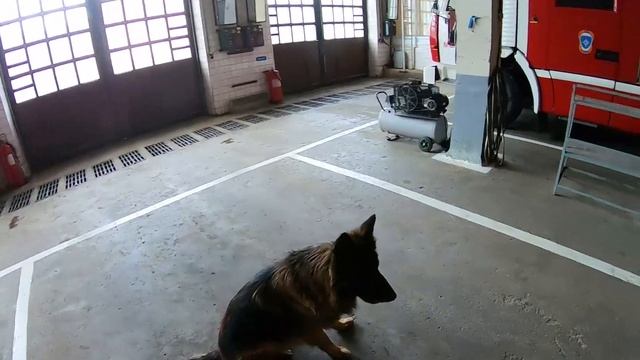 учим собаку искать по направлениям смотреть онлайн