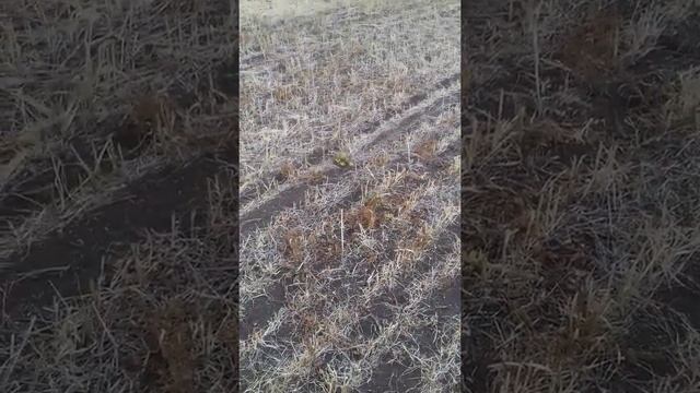 действие гербицида на вьюнок смотреть онлайн